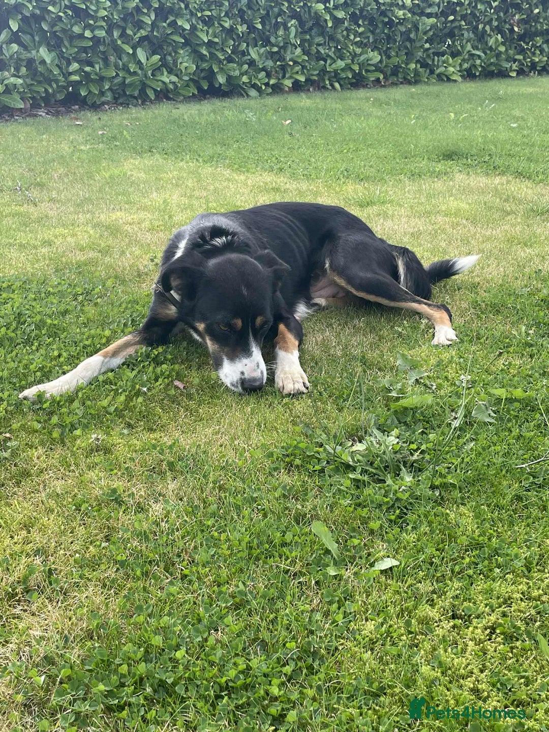Border Collie dogs for sale: Outstanding Male Border Collie Pup - Image 9