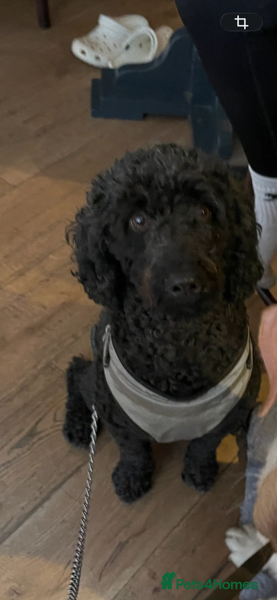 Mixed Breed dogs for sale: Gorgeous litter of 7 in Billingham - Advert 3