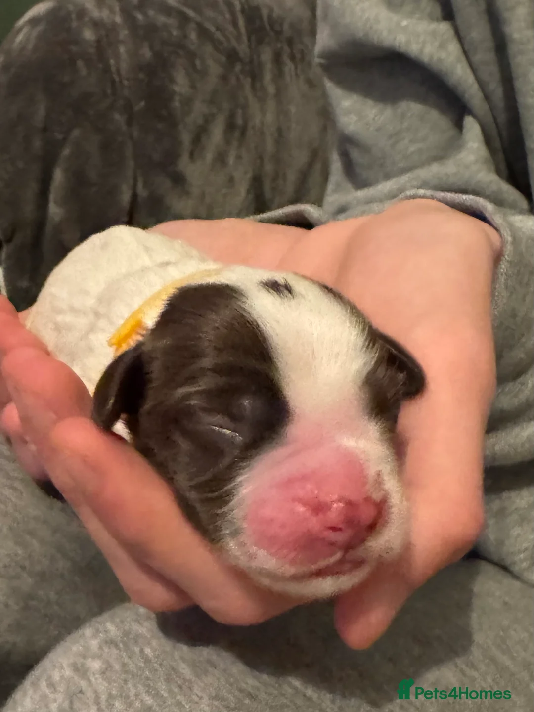 English Springer Spaniel dogs for sale: Adorable KC Registered Springer Spaniel Puppies - Advert 14
