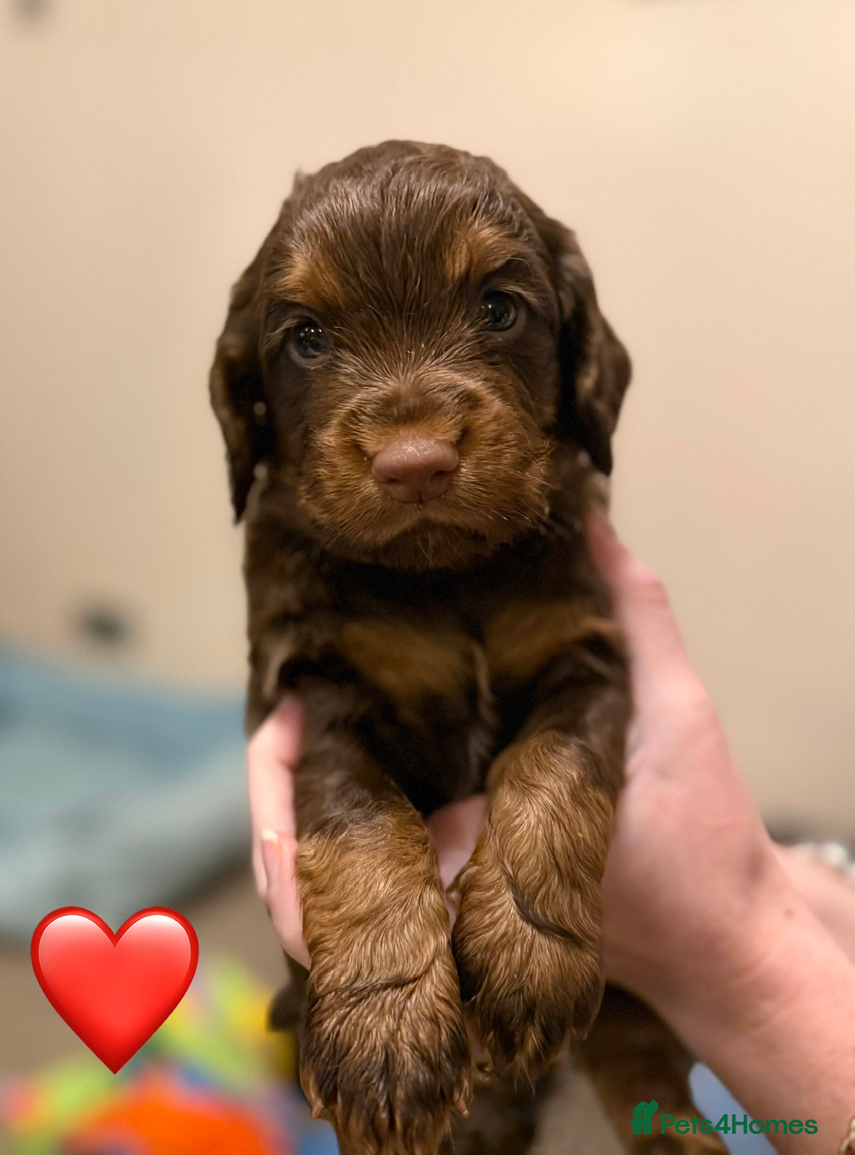 Cocker Spaniel dogs ✨ Chocolate & Tan Cocker Spaniel Puppies ✨ - Advert 7