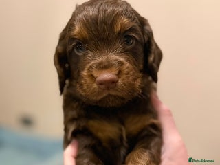Cocker Spaniel dogs ✨ Chocolate & Tan Cocker Spaniel Puppies ✨ - Advert 13