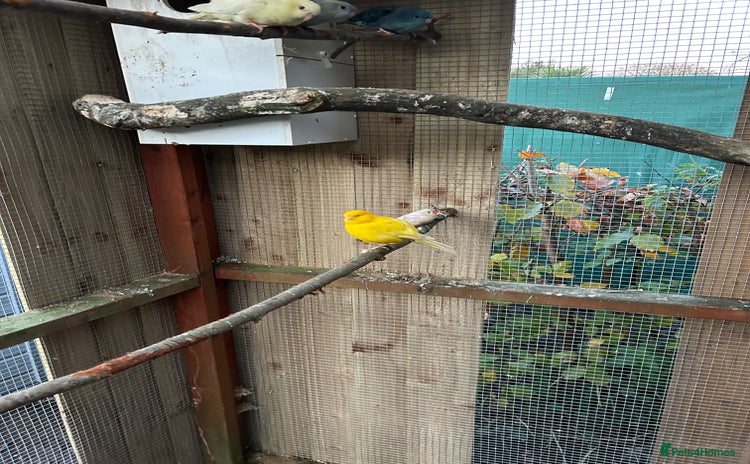 Parakeets birds Canaries  - Advert 8