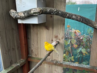 Parakeets birds Canaries - Advert 15