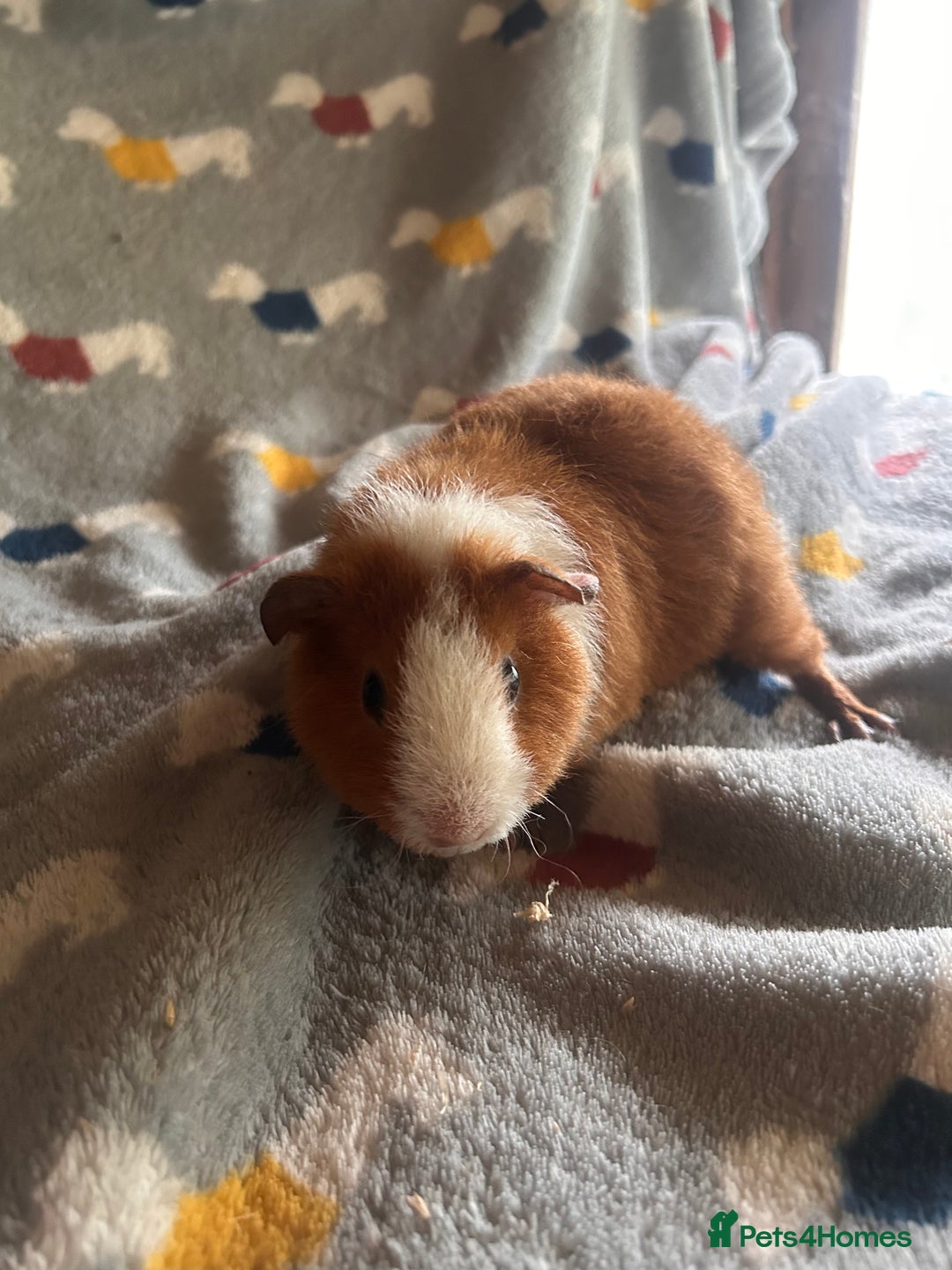 Guinea Pig rodents for sale: Lovely Teddy and Coronet baby Guinea pigs - Image 8