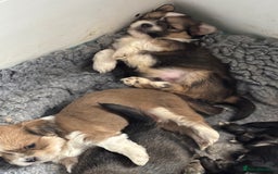 Lhasa Apso dogs for sale: Lhasa Apso Puppies – Tiny Tails, Big Hearts! - Image 11