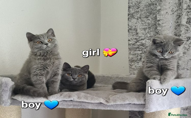 British Shorthair cats in Mexborough - Advert 9