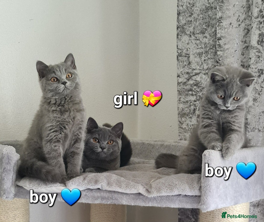 British Shorthair cats for sale: British Shorthair kittens READY NOW  in Mexborough - Image 2