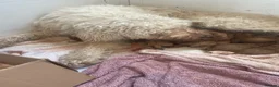 Mini Goldendoodle dogs for sale: Goldendoodle puppies  in Doncaster - Advert 3