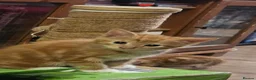 Mixed Breed cats for sale: Cute kittens looking for a new home  - Advert 5