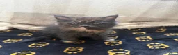 Mixed Breed cats for sale: Maine coon x Ragdoll in Taunton - Advert 10