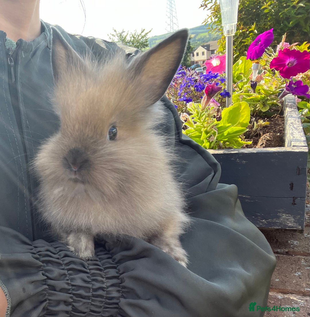 Lionhead rabbits for sale: 8 week lionhead doe  - Image 3