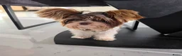 Mixed Breed dogs for sale: Adorable 6-Month-Old Biewer Yorkshire Terrier toy - Advert 2