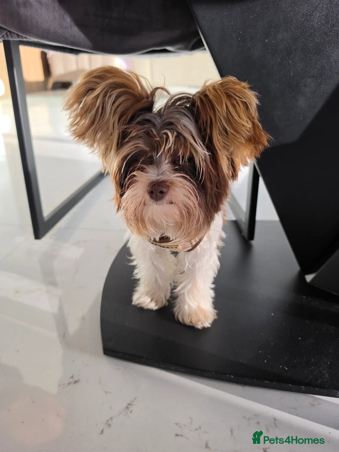 Mixed Breed dogs for sale: Adorable 6-Month-Old Biewer Yorkshire Terrier toy - Advert 2