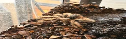 Tarantulas invertebrates for sale: Young Curley Hair Tarantula  - Advert 3