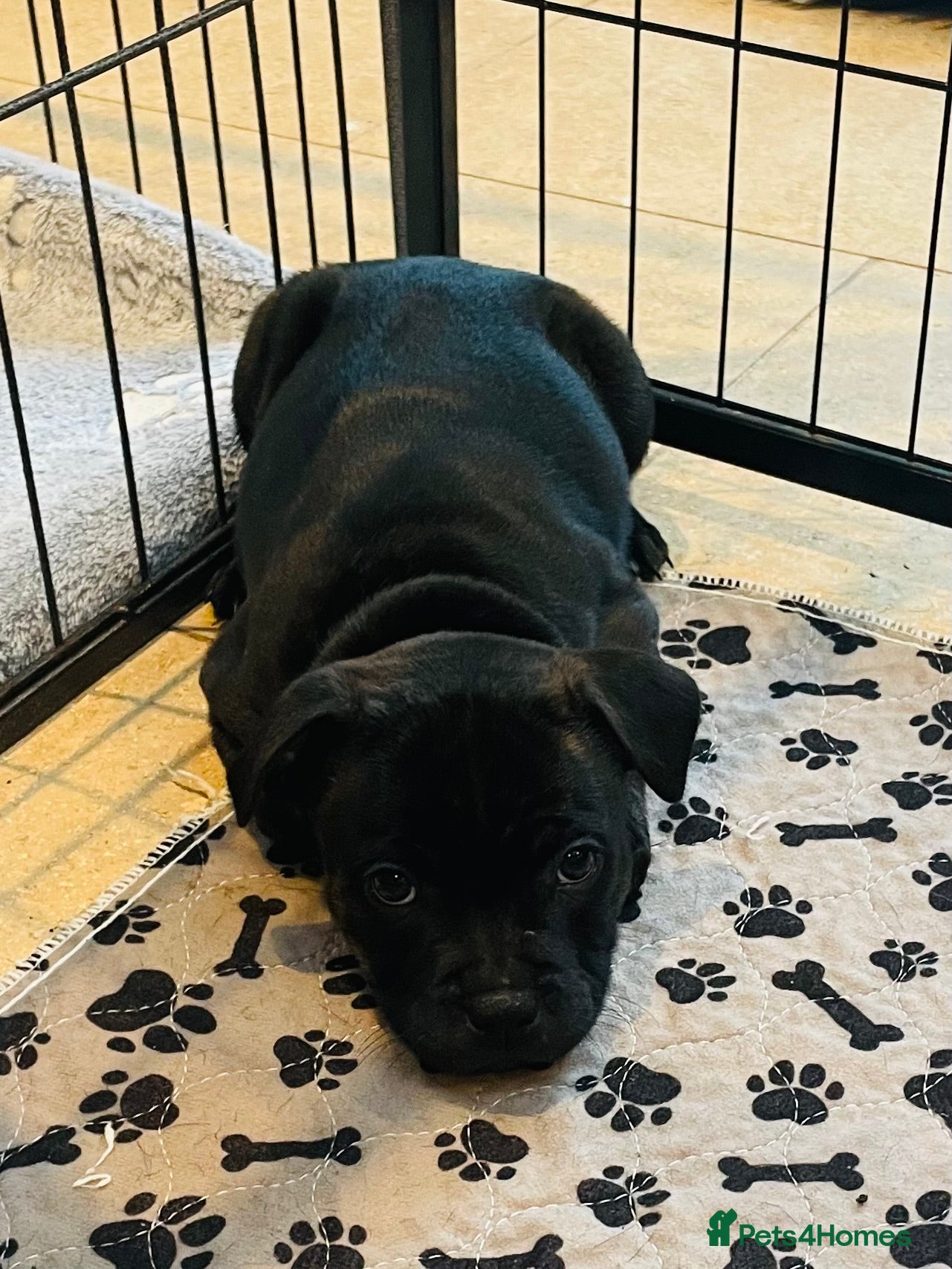 Staffordshire Bull Terrier dogs 🐾 KC Reg 4 Beautiful Black Staffy Puppies🩷🩷🩷💙 - Advert 2