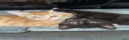 Mixed Breed cats for sale: 2 kittens for sale - Advert 11
