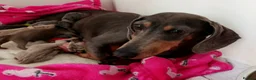Miniature Dachshund dogs for sale: STUNNING RAINBOW MINIS KC REG PRA CLR - Advert 11