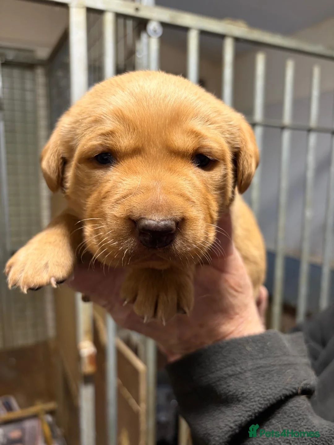 Labrador Retriever dogs for sale: Labrador Pups for Sale - Advert 7