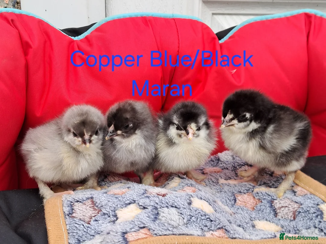 Chickens poultry for sale: Various Pure breed chicks/eggs + guinea fowl keets - Advert 18