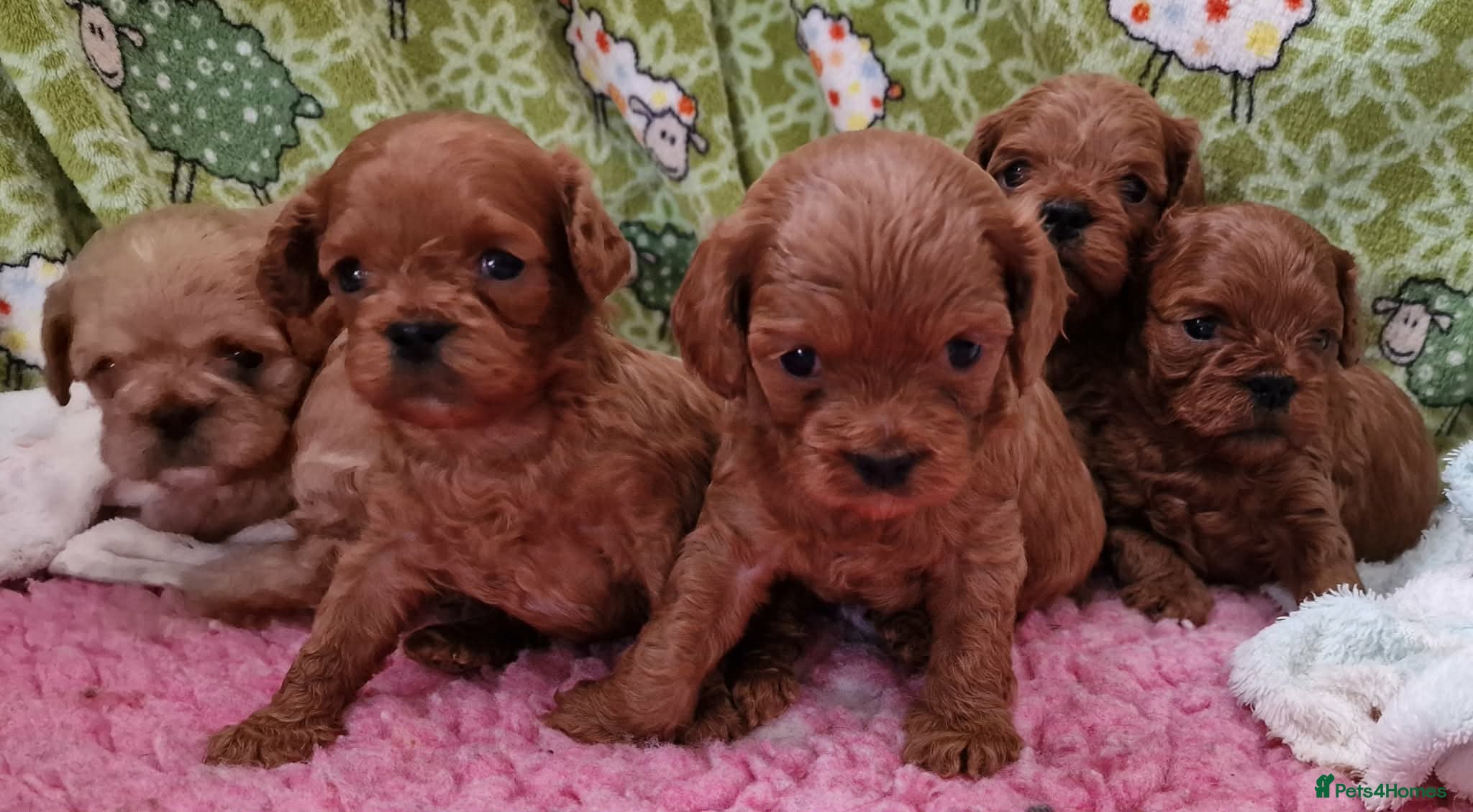 Cavapoo dogs Quality F1 Cavapoos - Advert 7