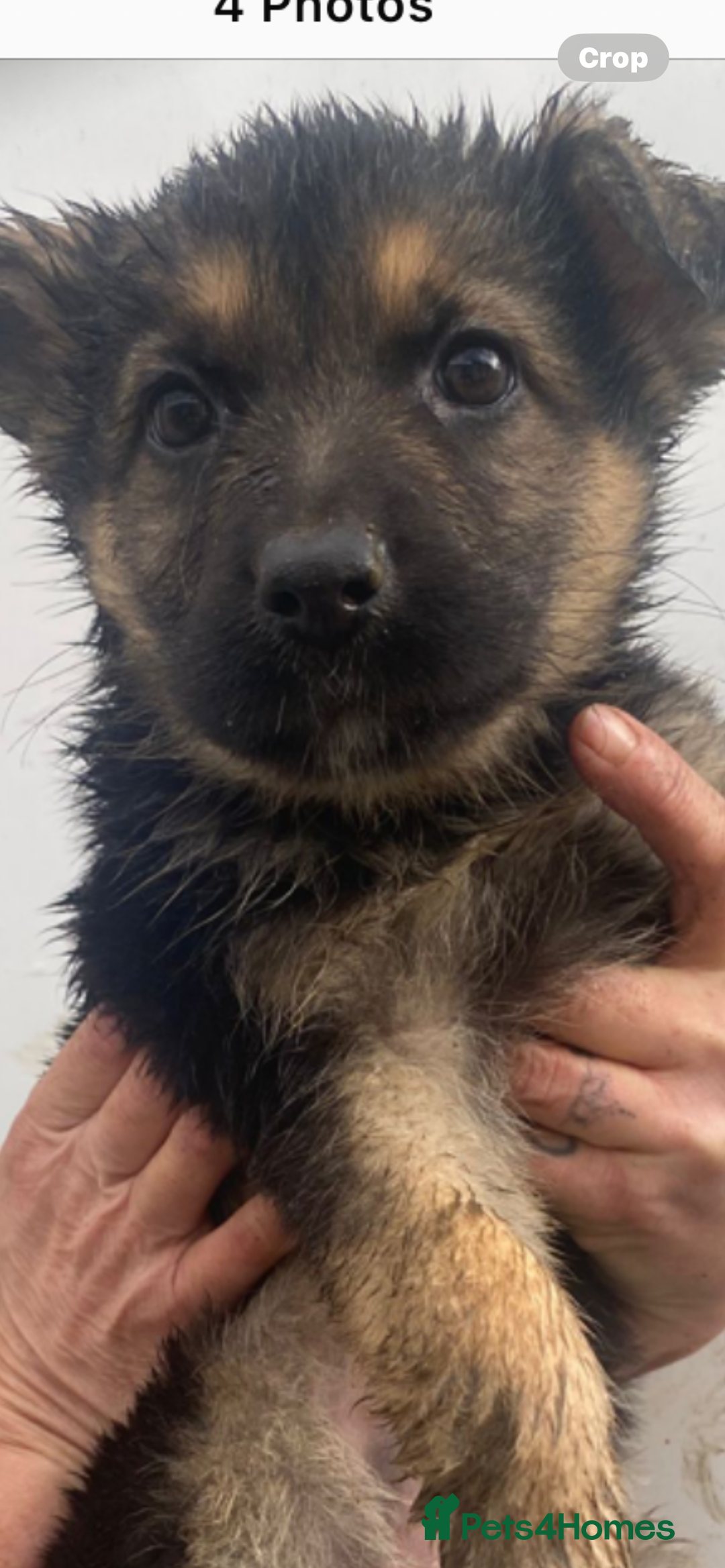 German Shepherd dogs for sale: German shepherd READY TO LEAVE - Advert 1