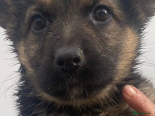 German Shepherd dogs German shepherd READY TO LEAVE - Advert 6