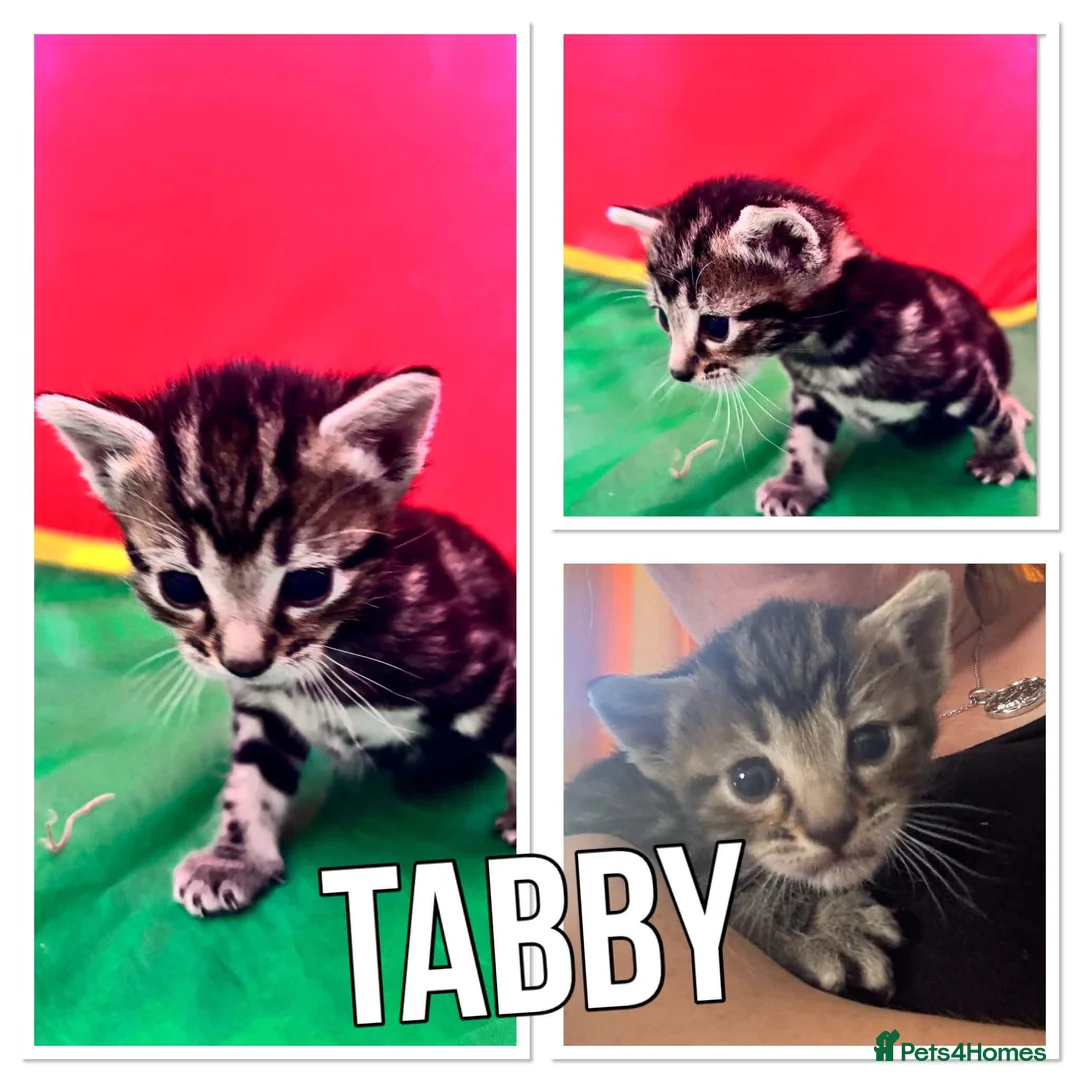 Mixed Breed cats for sale: Kittens for sale £50 each in Witham - Advert 6