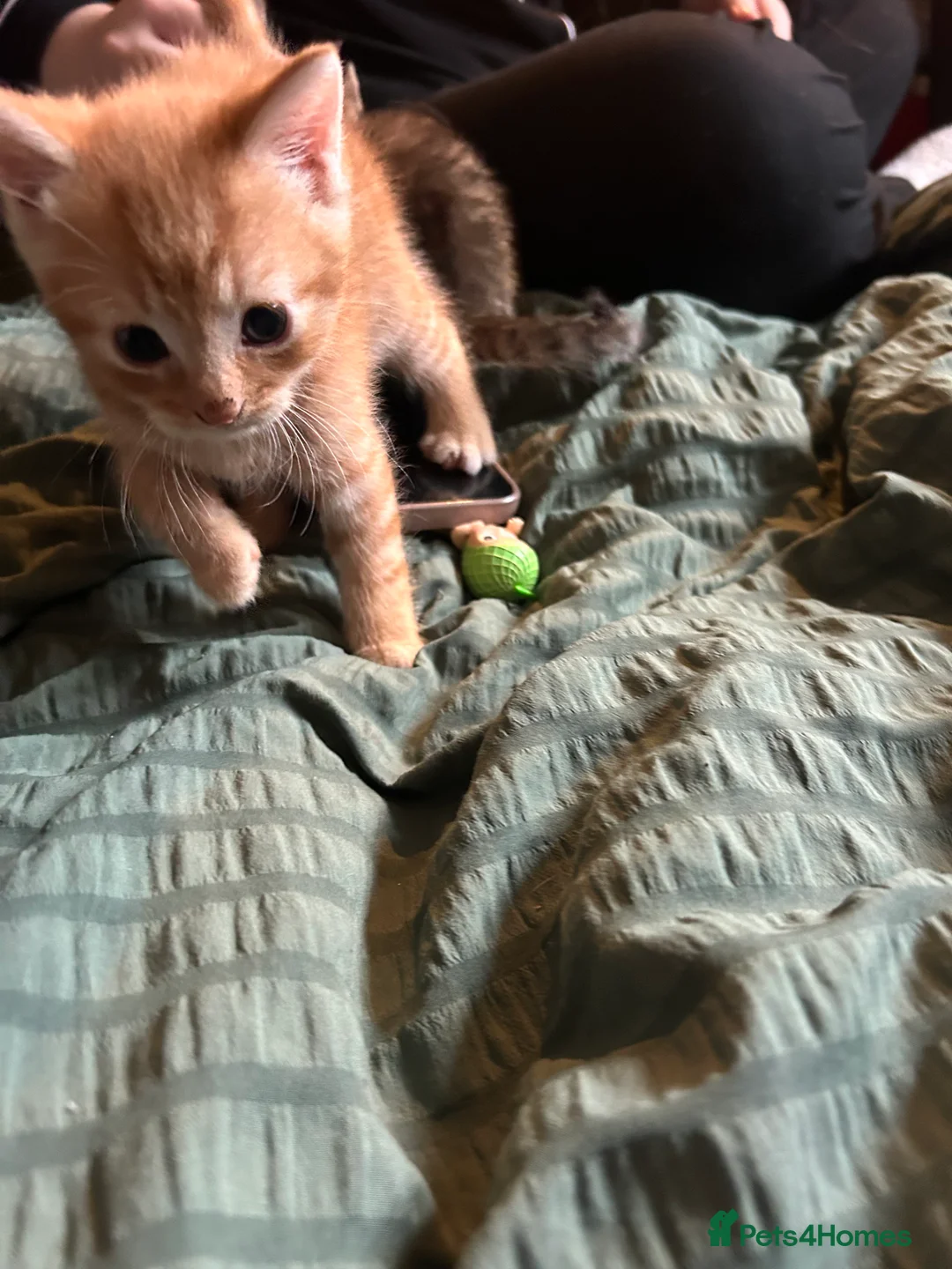 Mixed Breed cats for sale: Tabby x ginger Kittens  - Advert 1