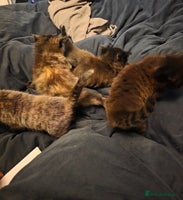 British Longhair cats Beautiful British longhair kittens - Advert 5