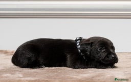 Patterdale Terrier dogs for sale: Strong and sturdy patterdale puppies  - Image 4