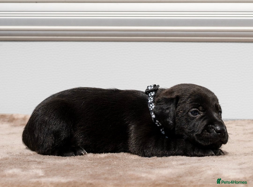 Patterdale Terrier dogs for sale: Strong and sturdy patterdale puppies  - Image 4
