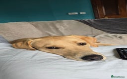 Labrador Retriever dogs for sale: Wanted loving home for bear  - Image 5