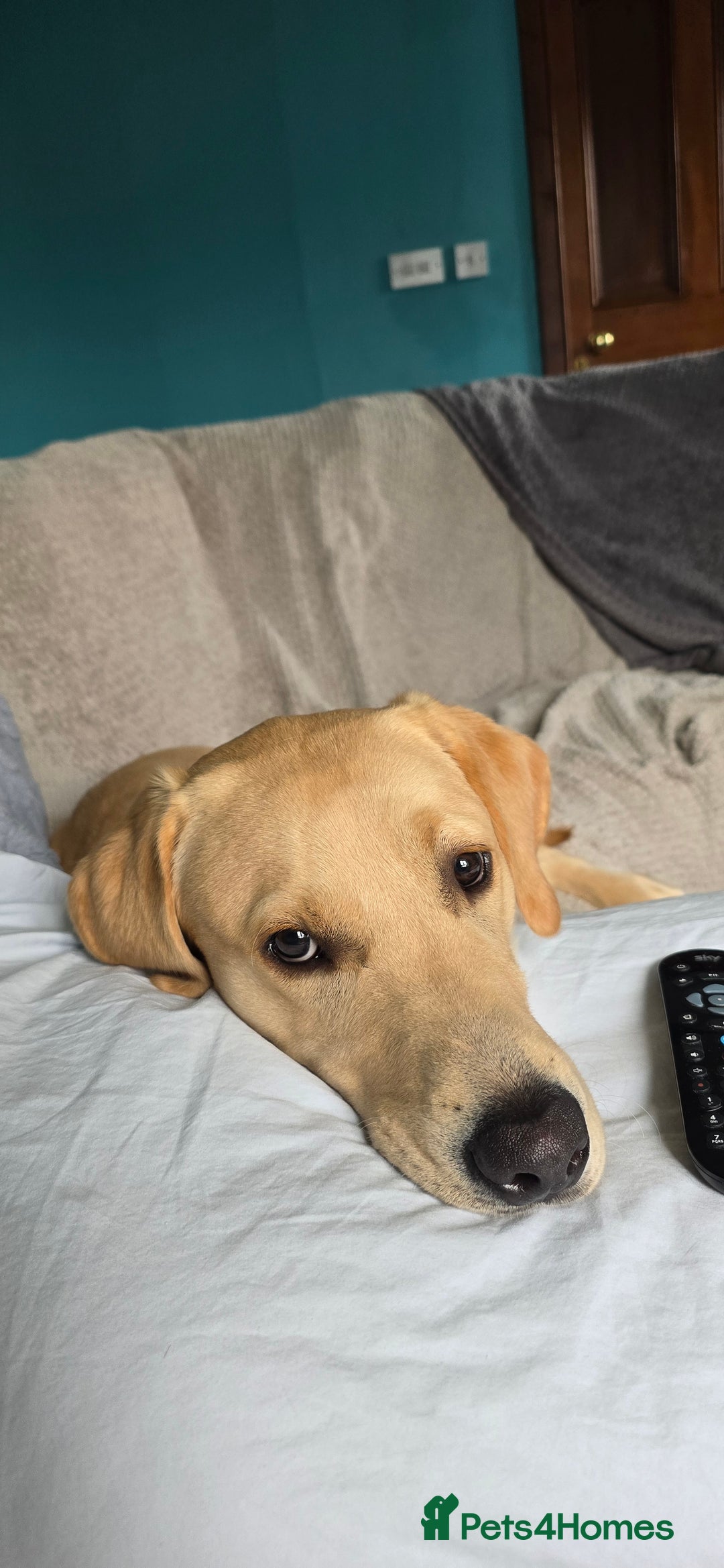 Labrador Retriever dogs for sale: Wanted loving home for bear  - Image 5