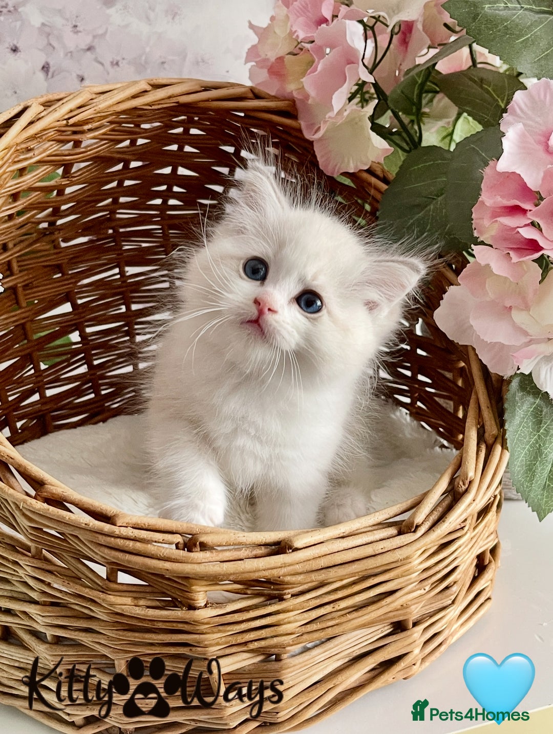 Ragdoll cats for sale: 🐾🩷*TICA REG* LYNX TABBY EU RAGDOLL KITTENS🩵🐾 - Image 10