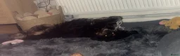 Cocker Spaniel dogs for sale: Show bred cocker spaniel - FOREVER HOME ONLY!  in Leeds - Advert 9