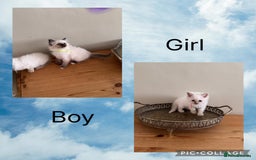 Birman cats for sale: Beautiful Birman Kittens - Image 3