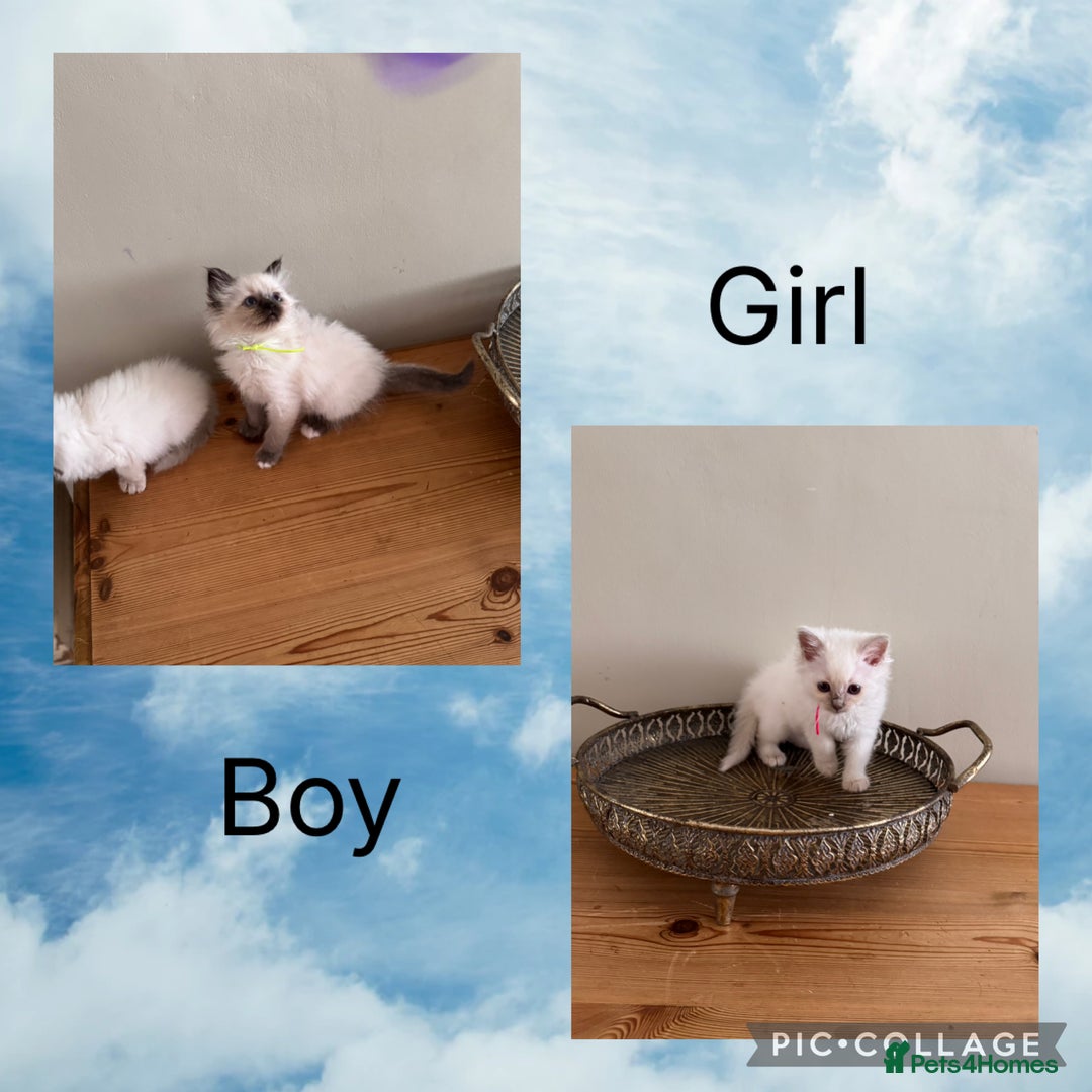 Birman cats for sale: Beautiful Birman Kittens - Image 3