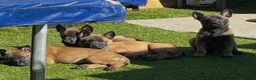 Belgian Shepherd Dog dogs for sale: Stunning litter of Belgian Malinois puppies  in Weymouth - Advert 9