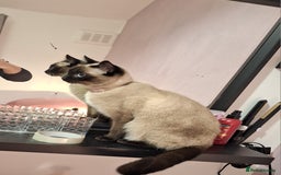 Ragamese cats for sale: 1 boy 1 girl ragamese kittens - Image 7