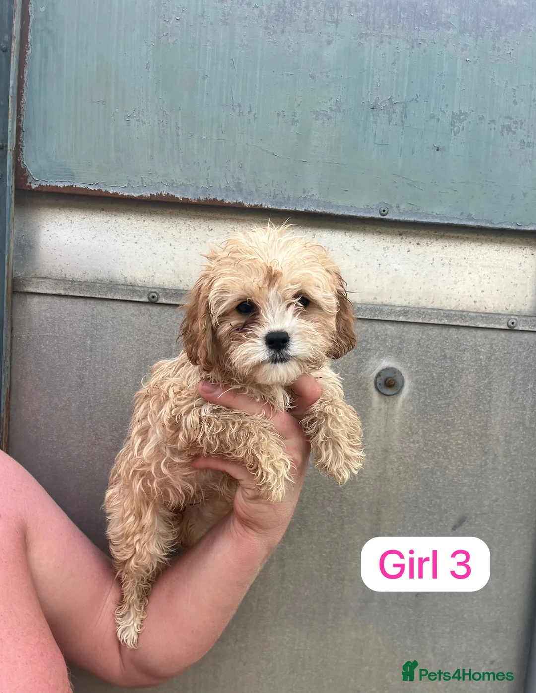 Cavapoo dogs for sale: Cavapoo puppy’s  - Advert 5