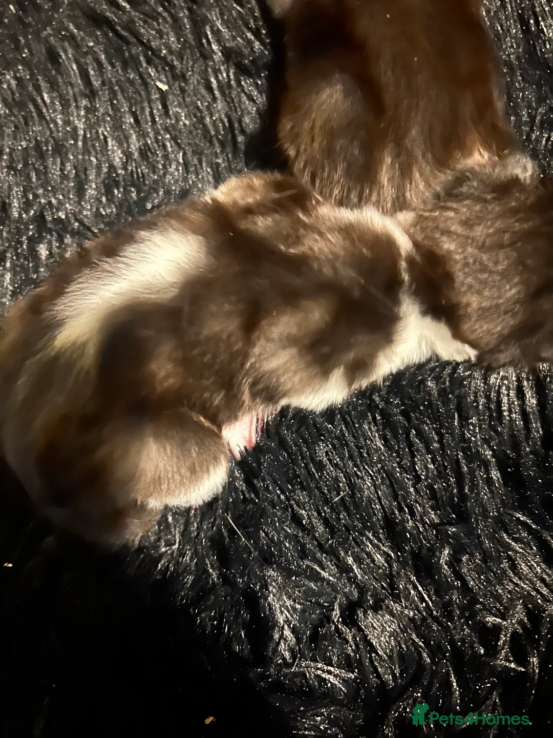 British Shorthair cats for sale: 3 black and white kittens  - Advert 3