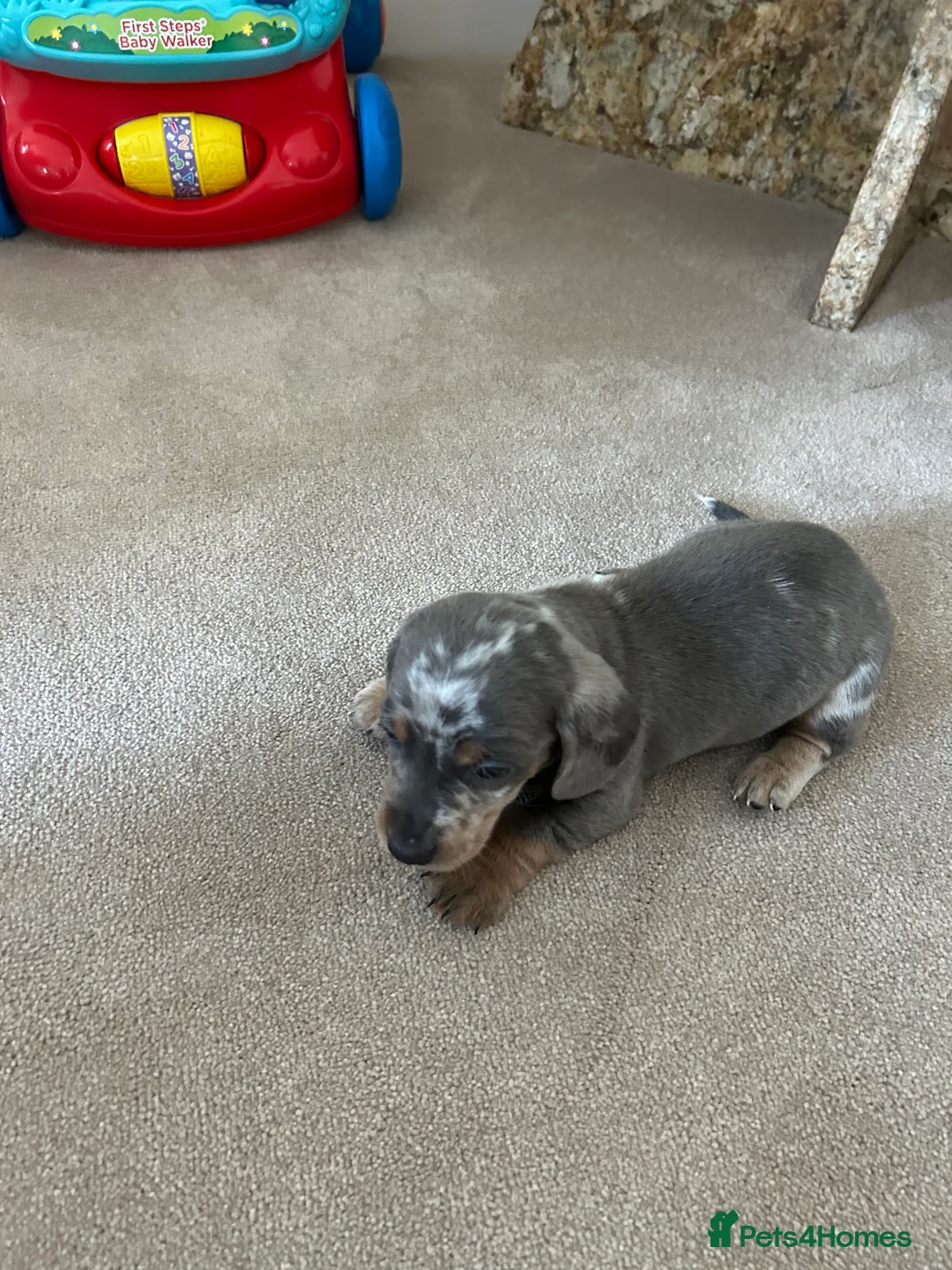 Dachshund dogs for sale: dachshund puppy’s  - Advert 9