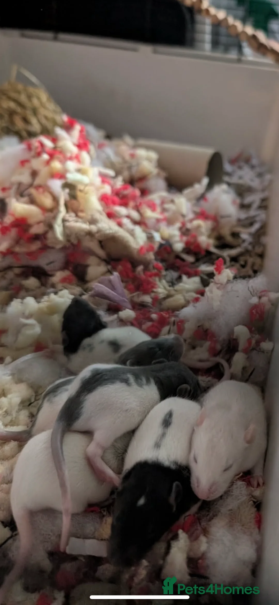 Rat rodents for sale: Rat pups - Advert 2