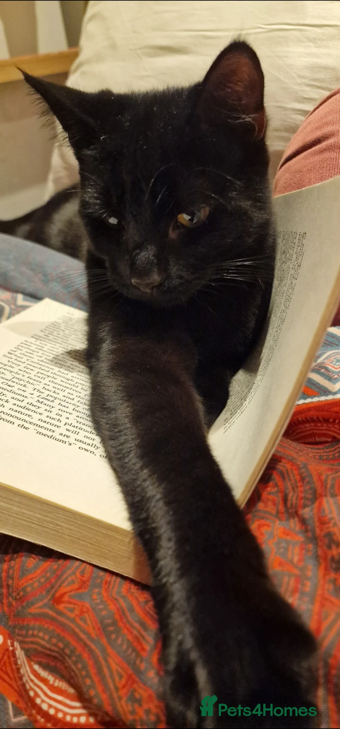 Bombay cats for sale: Black Bombay Male Cat - Advert 6