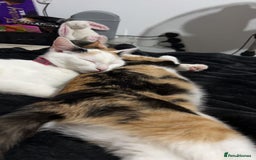 Domestic Shorthair cats for sale: 2 female kittens - Image 2