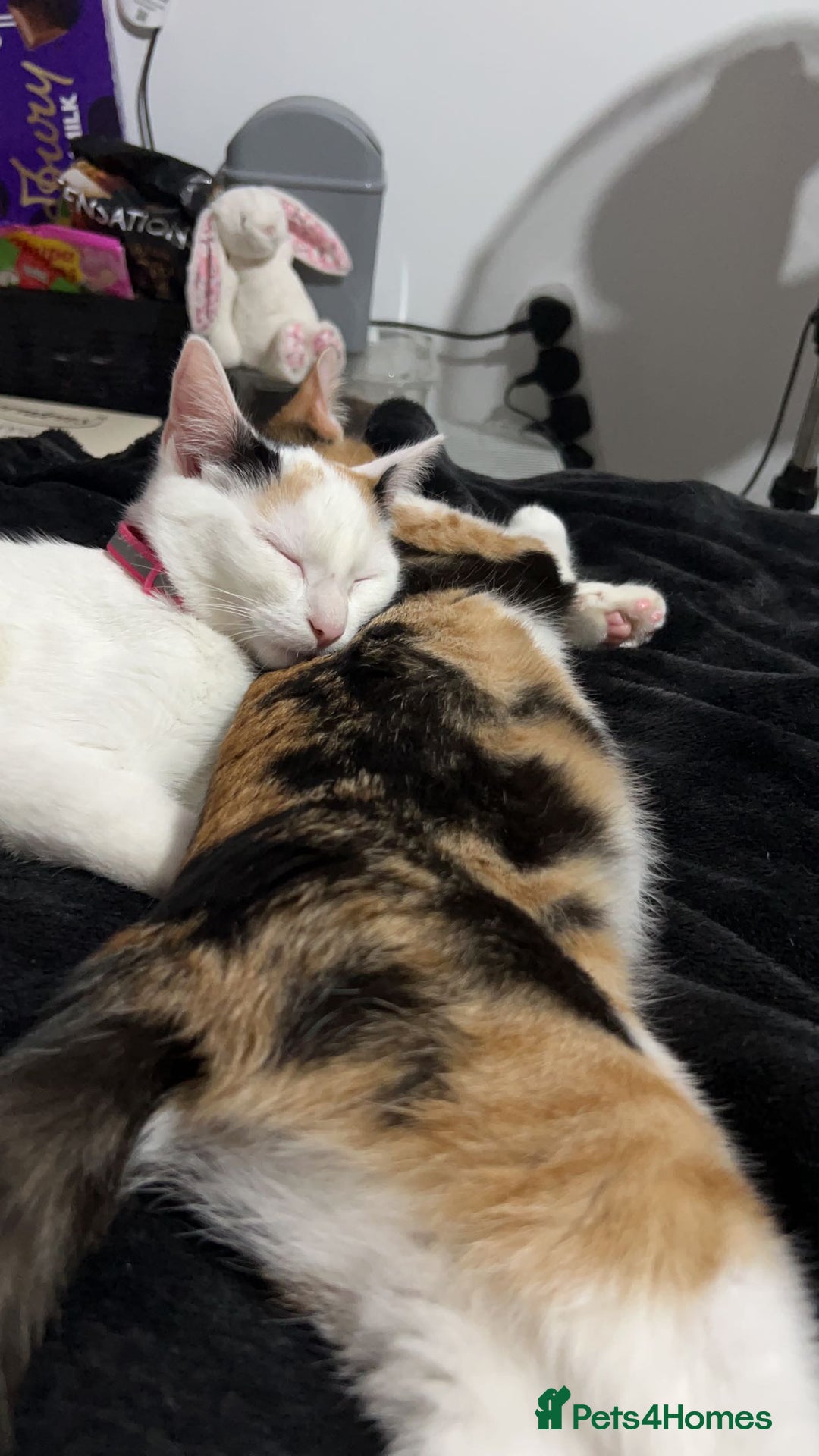 Domestic Shorthair cats for sale: 2 female kittens - Image 2
