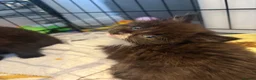 Domestic Shorthair cats for sale: Kittens - Advert 3