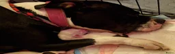 Staffordshire Bull Terrier dogs for sale: Beautiful Long-legged Staffy Puppies  in Dartford - Advert 24