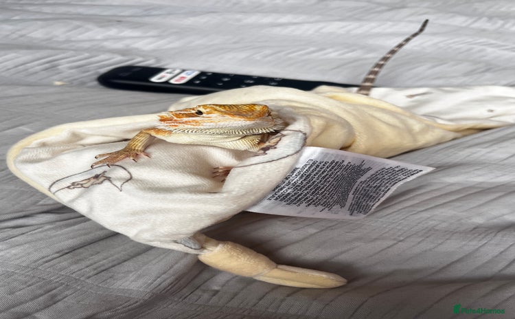 Bearded Dragon reptiles - Advert 1