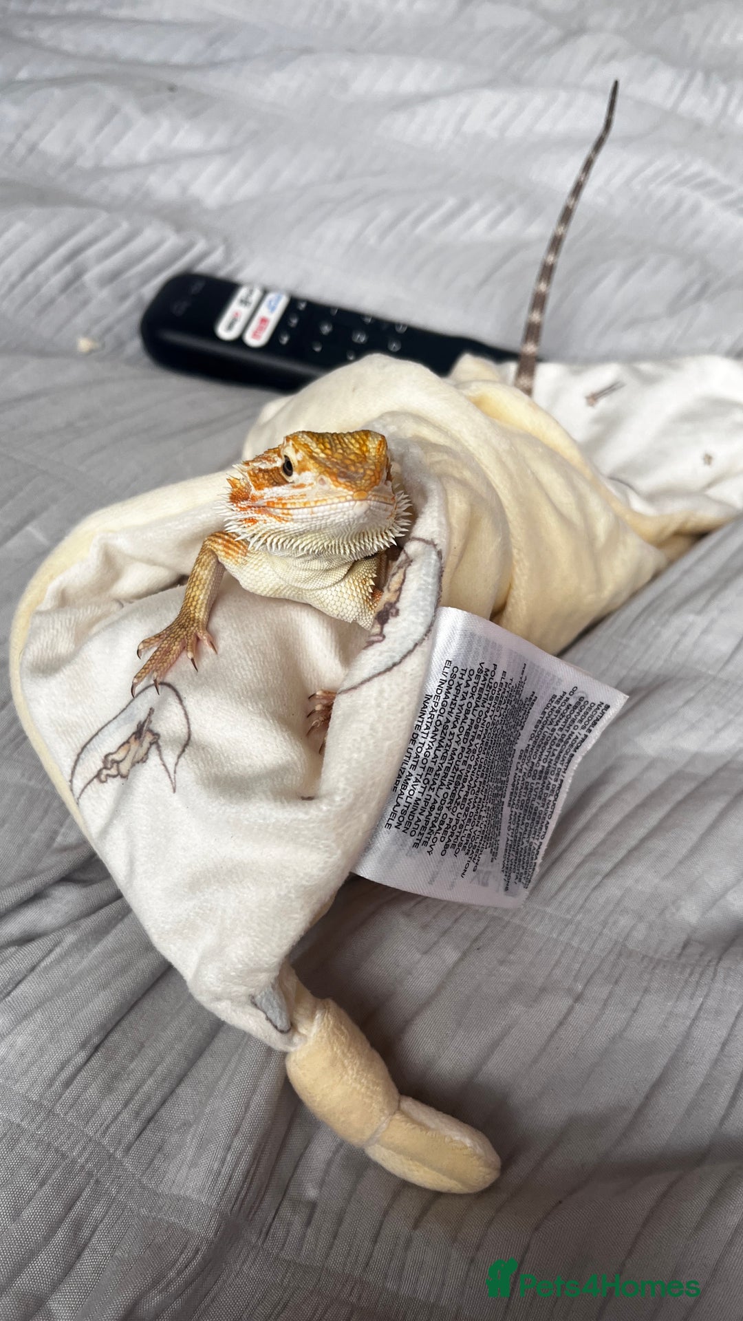 Bearded Dragon reptiles for sale: Bearded Dragon - Image 1